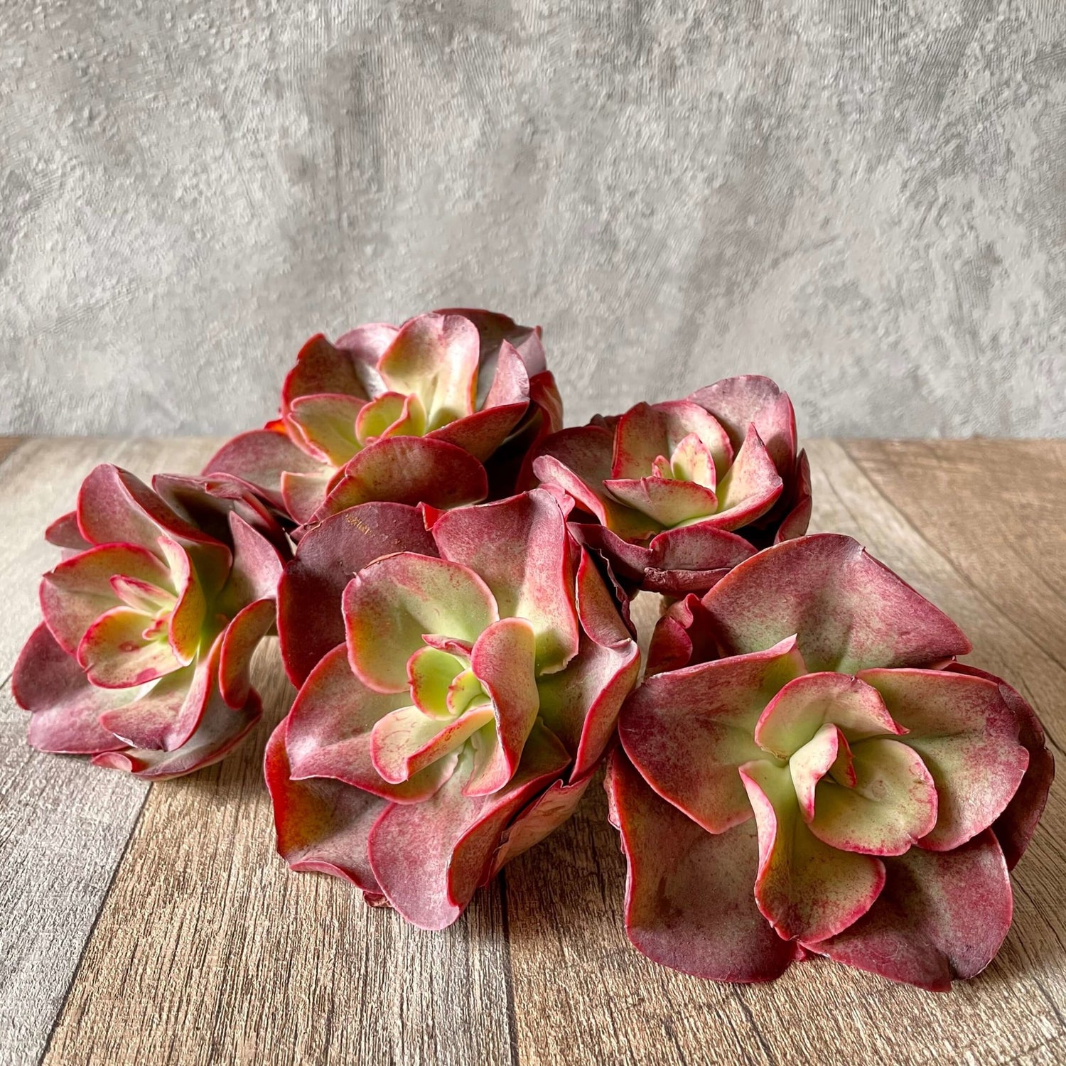 キッシング Kissing - 多肉植物の通販 tawawa