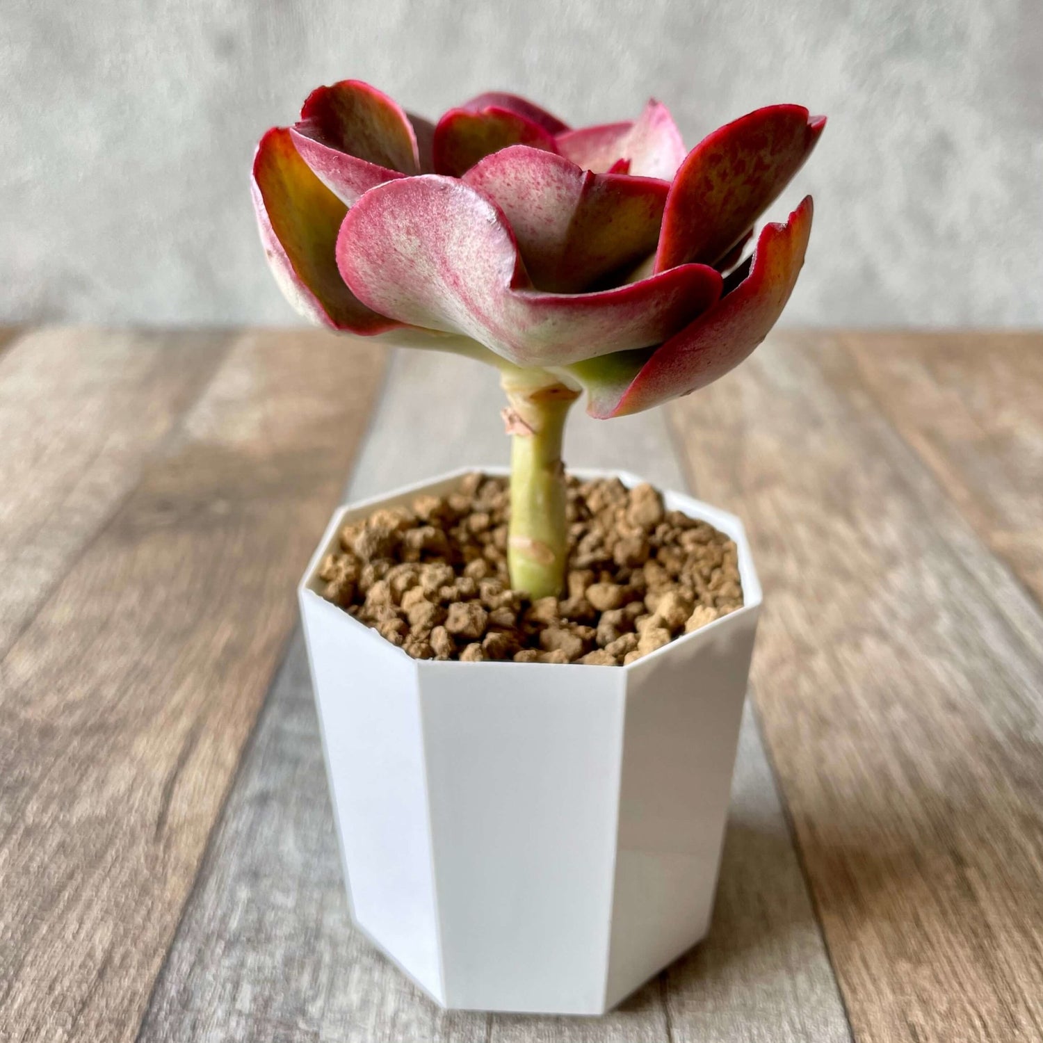 キッシング Kissing - 多肉植物の通販 tawawa