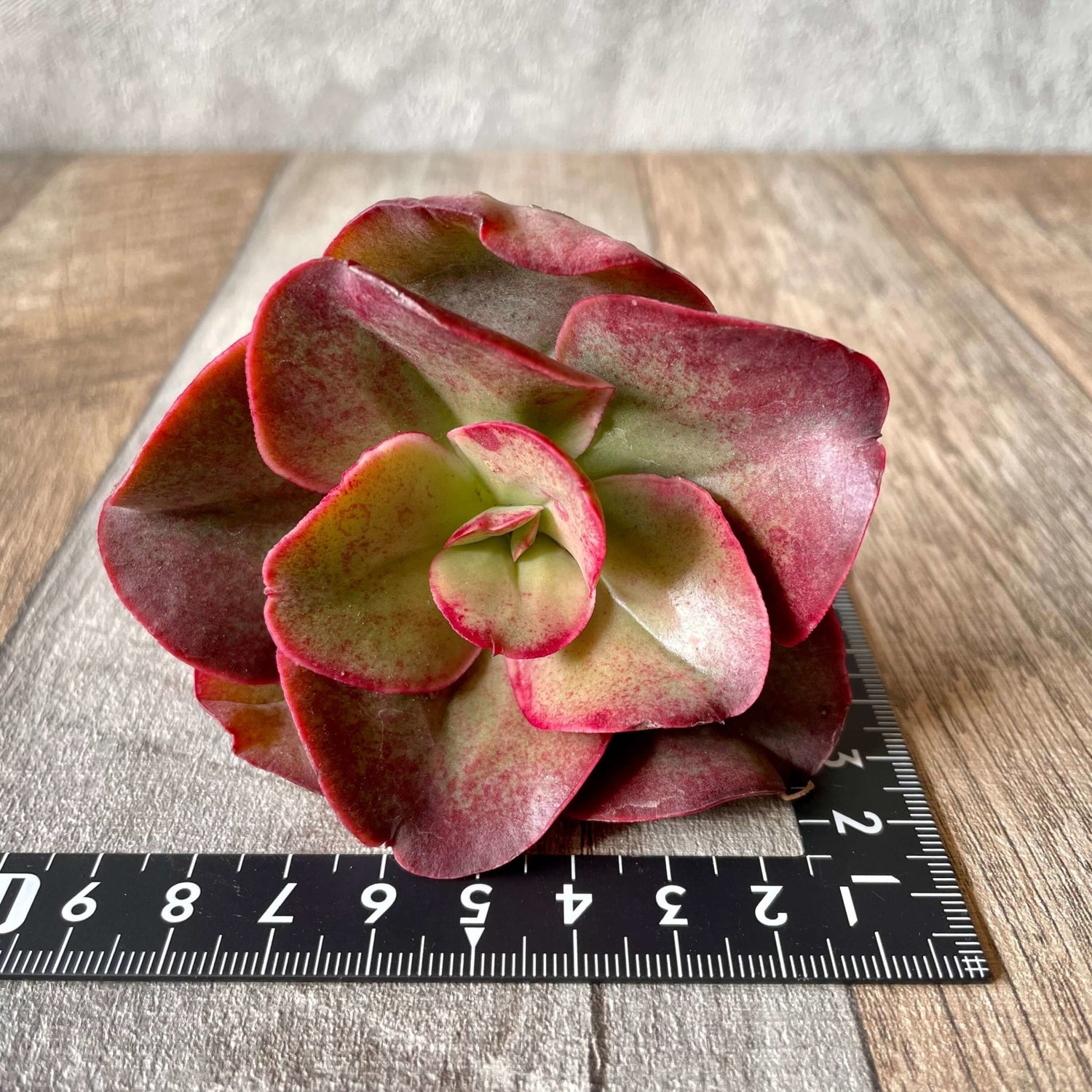 キッシング Kissing - 多肉植物の通販 tawawa