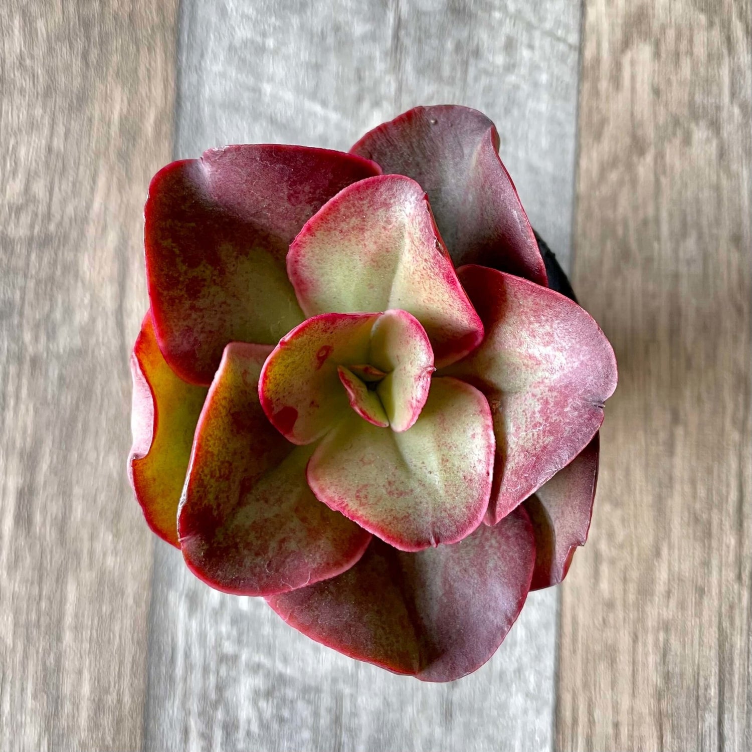 キッシング Kissing - 多肉植物の通販 tawawa