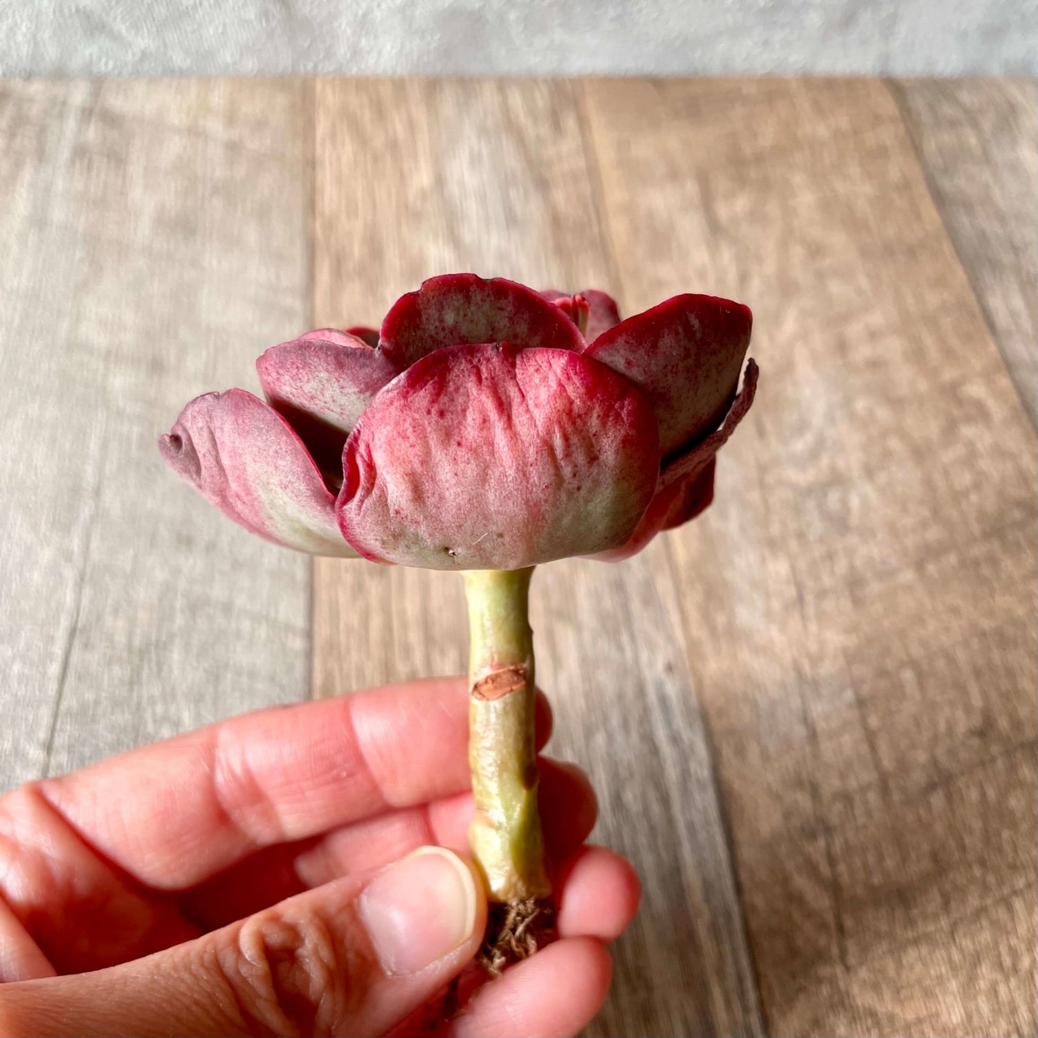 キッシング Kissing - 多肉植物の通販 tawawa