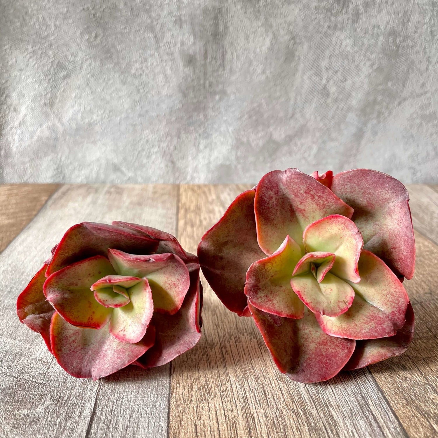 キッシング Kissing - 多肉植物の通販 tawawa