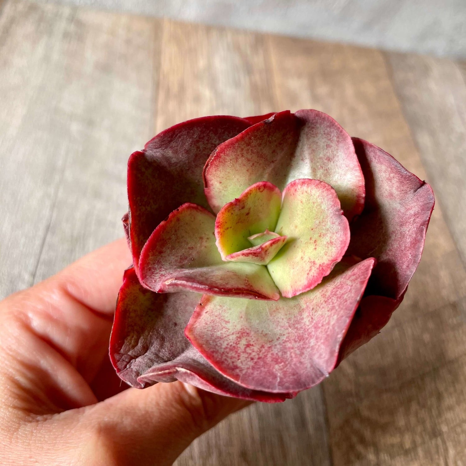 キッシング Kissing - 多肉植物の通販 tawawa