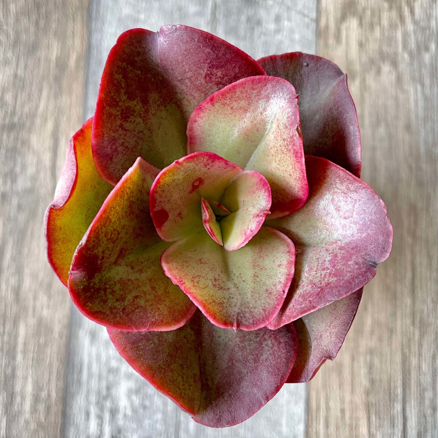 キッシング Kissing - 多肉植物の通販 tawawa