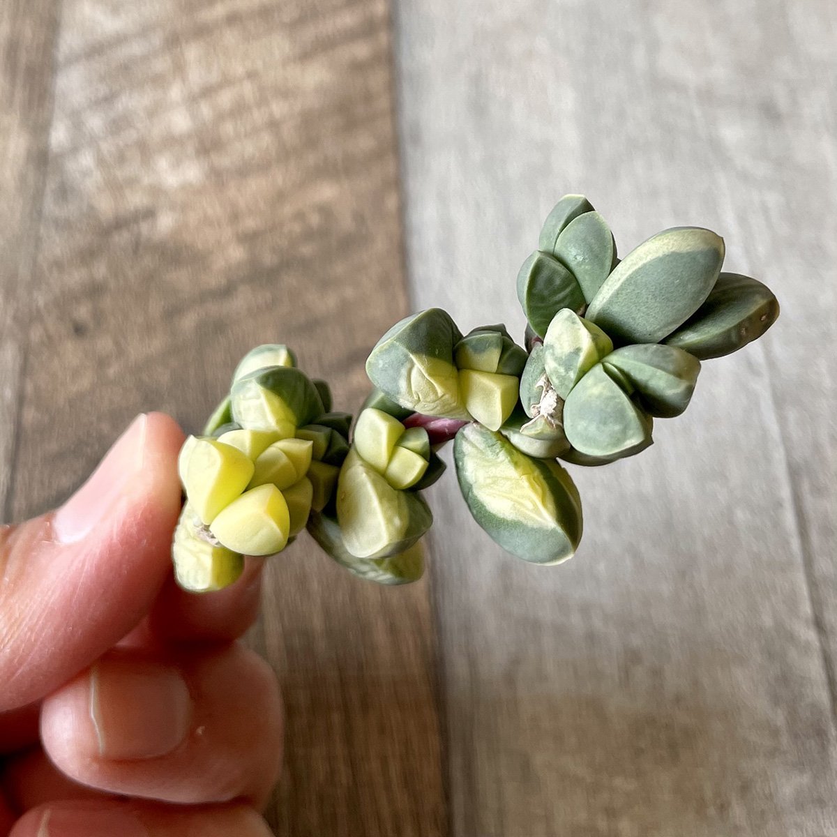 レーマニー錦 Lehmanni Variegated - 多肉植物の通販 tawawa