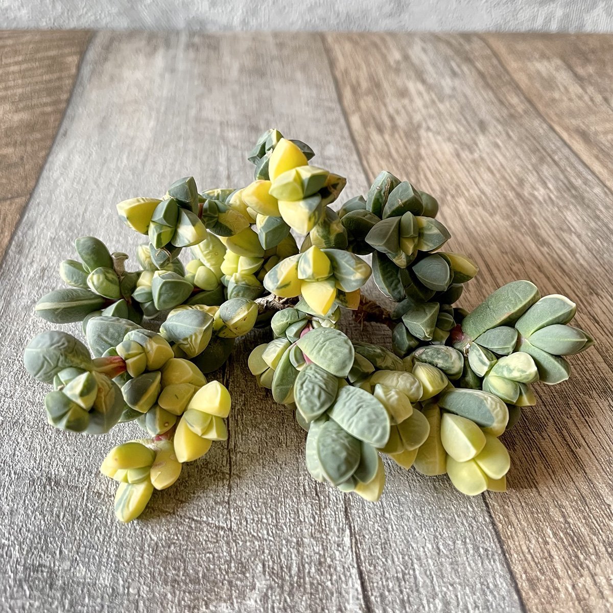 レーマニー錦 Lehmanni Variegated - 多肉植物の通販 tawawa