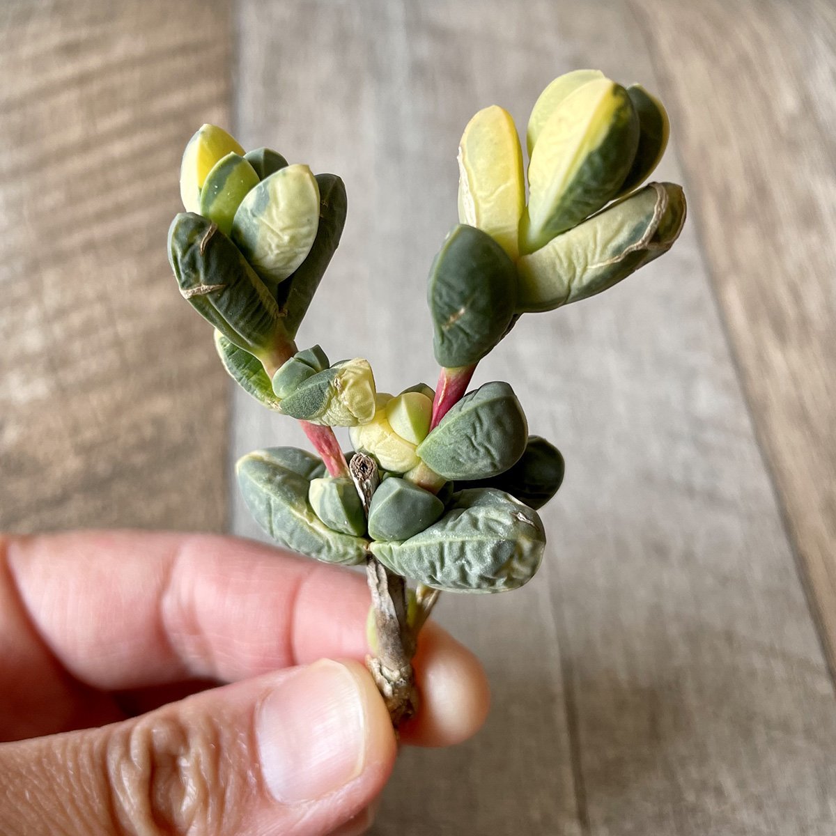 レーマニー錦 Lehmanni Variegated - 多肉植物の通販 tawawa