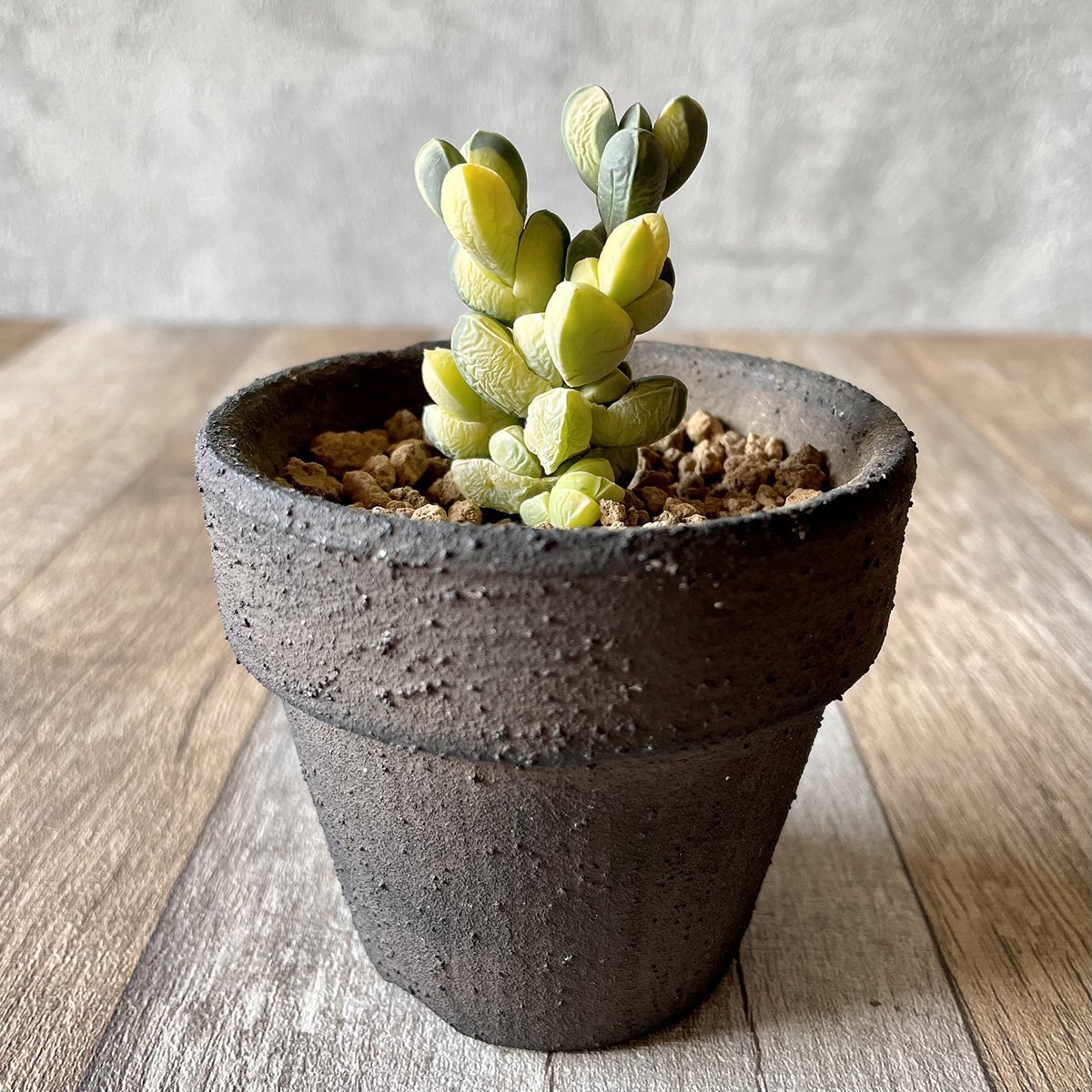 レーマニー錦 Lehmanni Variegated - 多肉植物の通販 tawawa