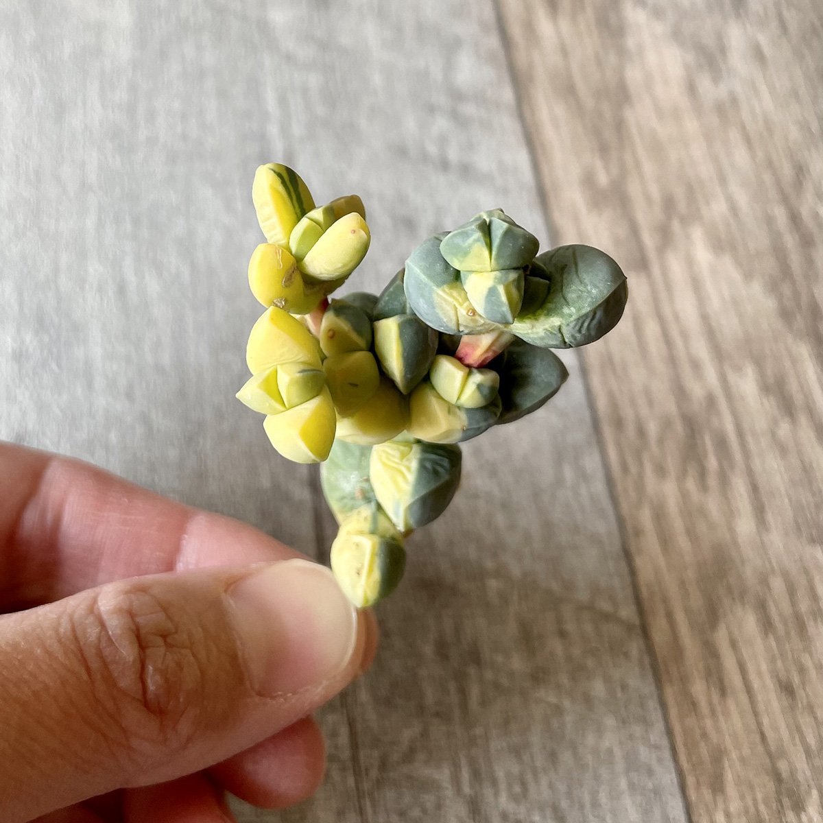 レーマニー錦 Lehmanni Variegated - 多肉植物の通販 tawawa