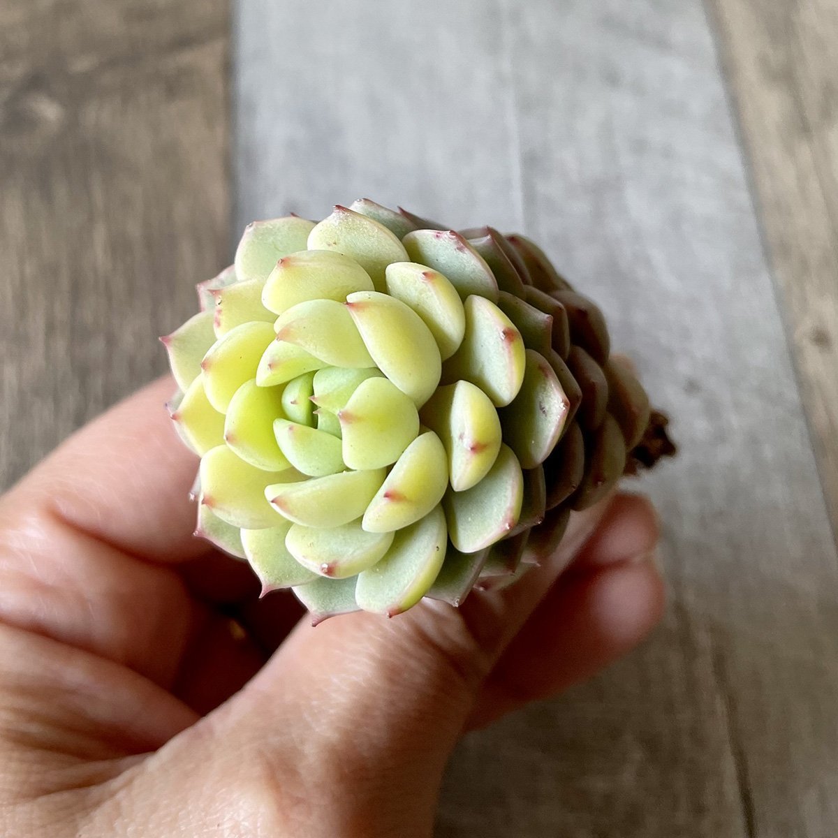 マカダミア Macadamia - 多肉植物の通販 tawawa