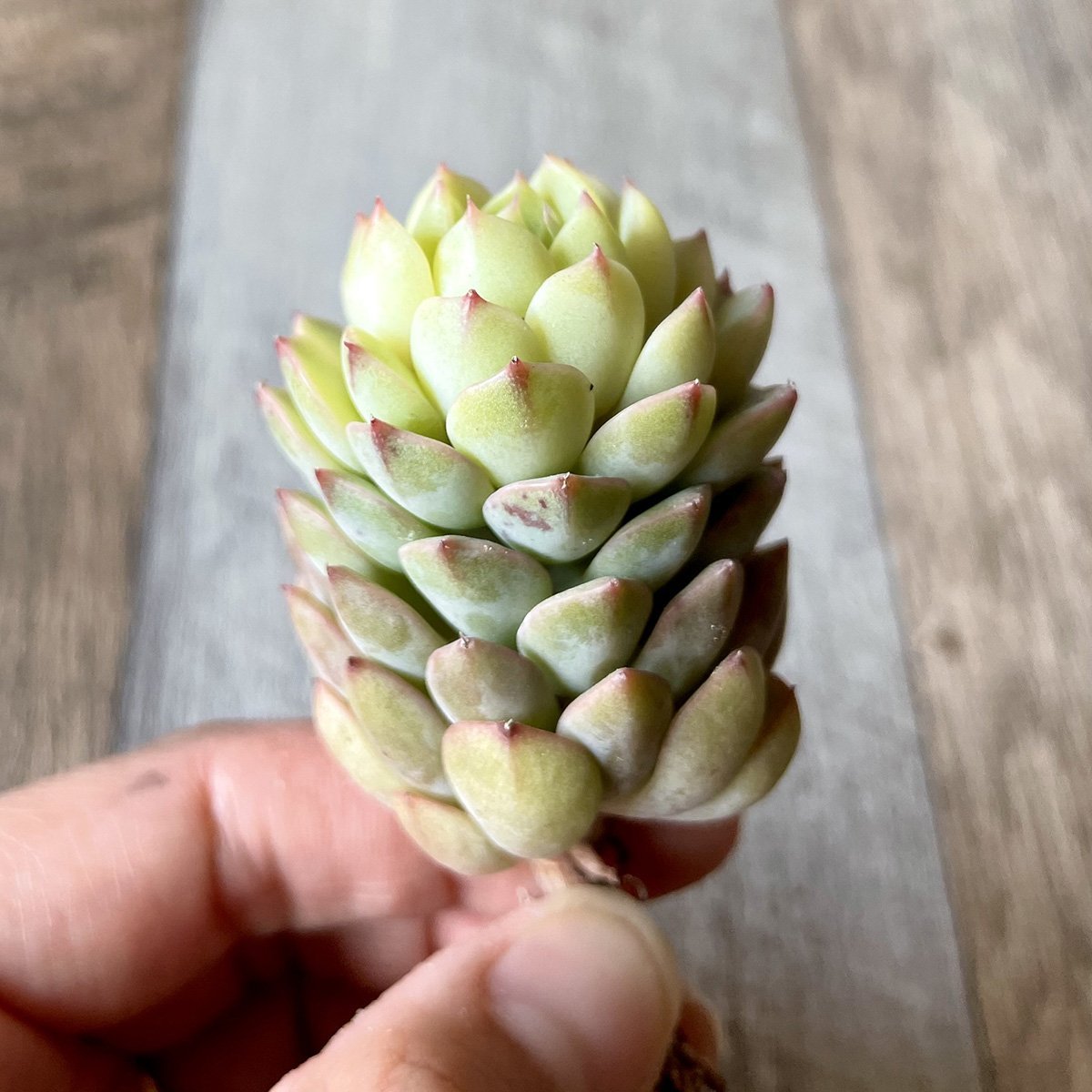 マカダミア Macadamia - 多肉植物の通販 tawawa