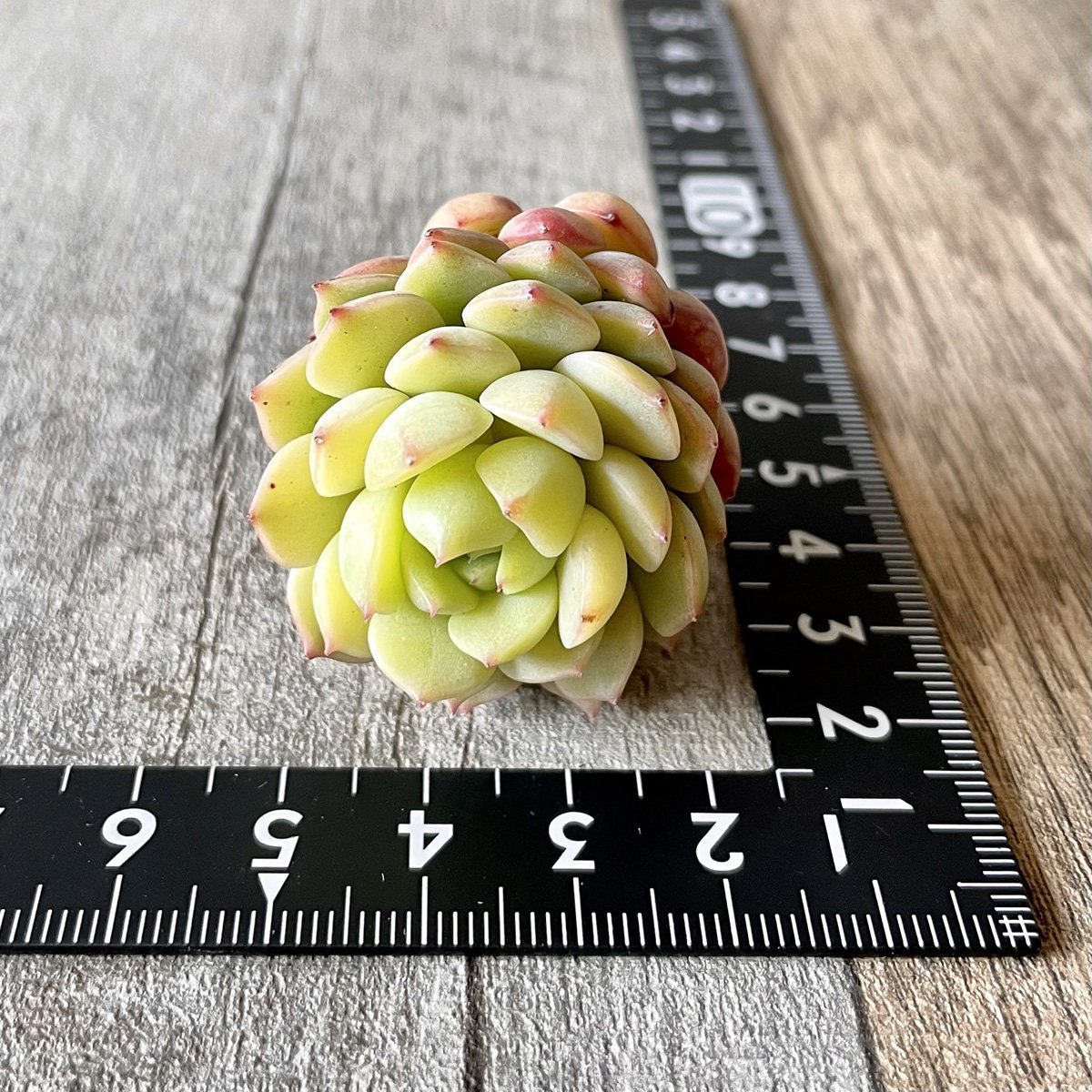 マカダミア Macadamia - 多肉植物の通販 tawawa