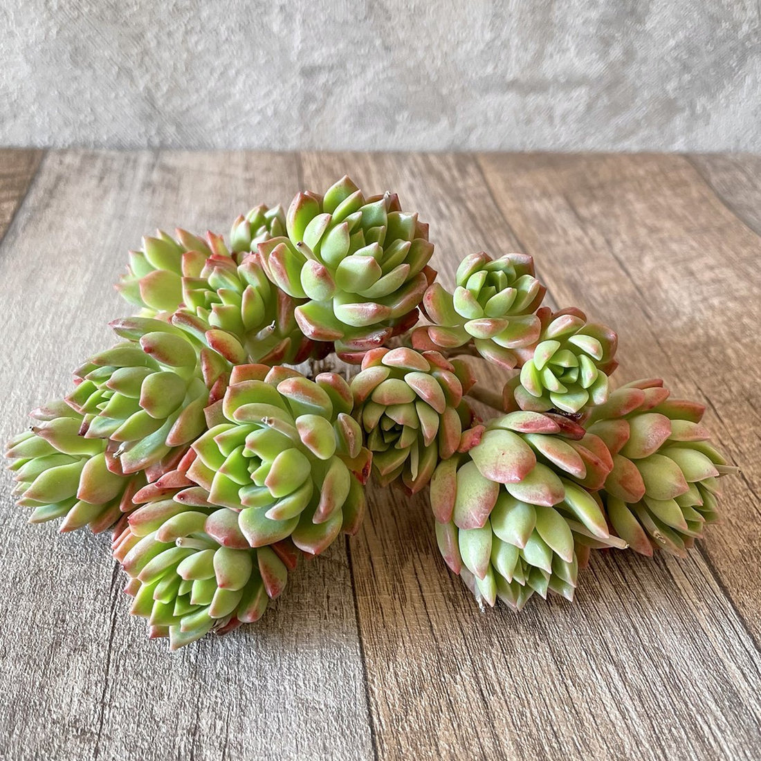 *新入荷* マッコス Markus - 多肉植物の通販 tawawa