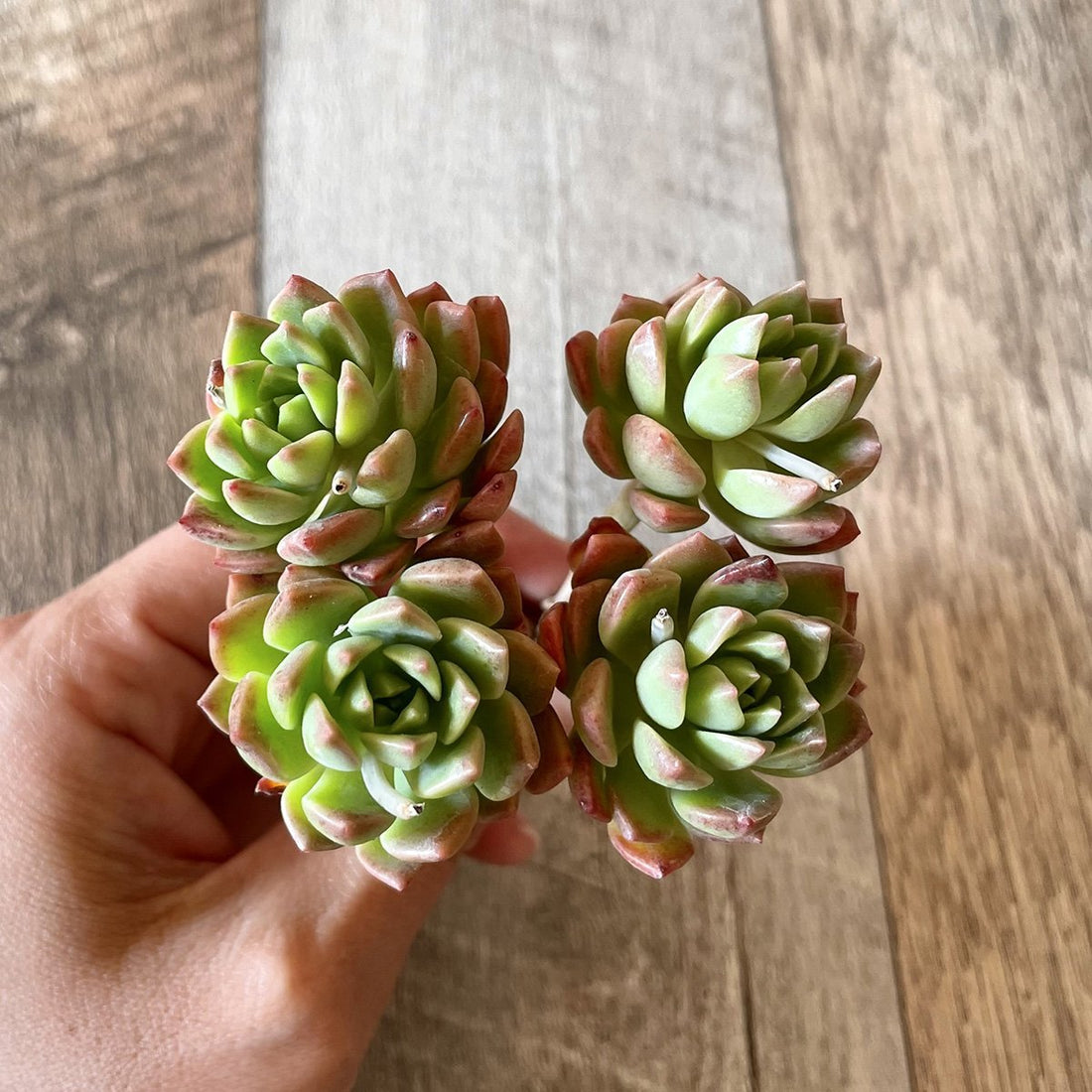 *新入荷* マッコス Markus - 多肉植物の通販 tawawa