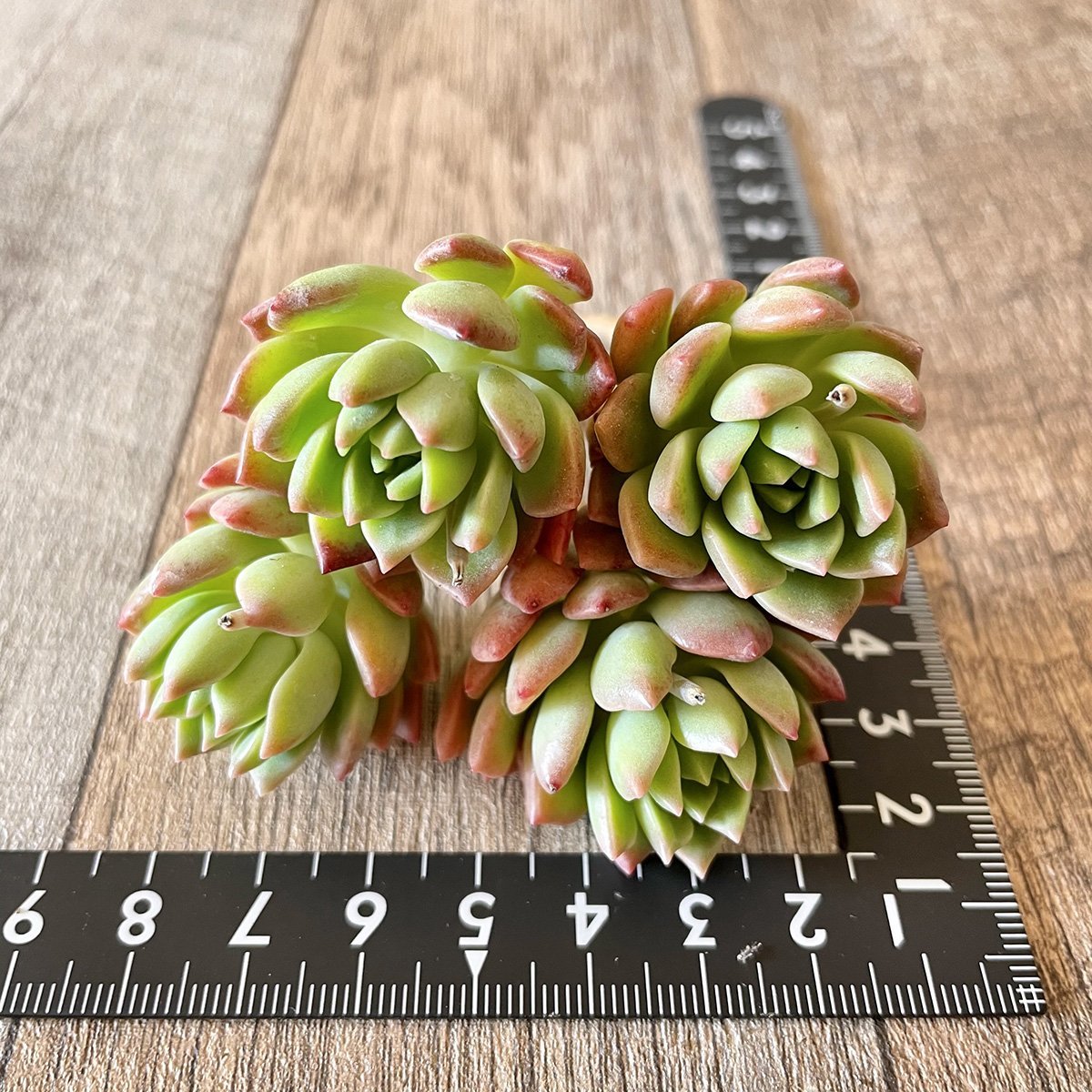 *新入荷* マッコス Markus - 多肉植物の通販 tawawa