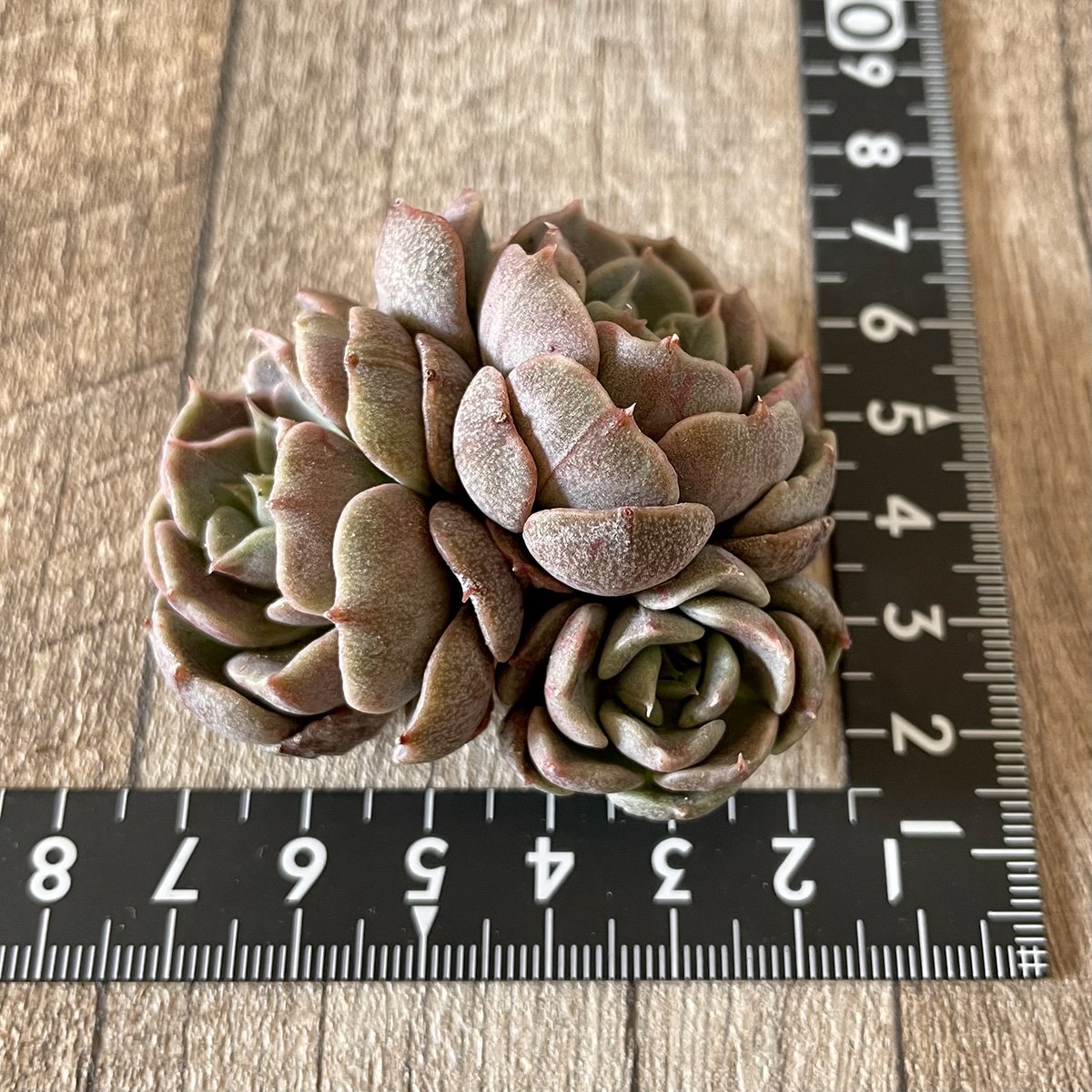 *新入荷* マルーンヒル Maroon Hill - 多肉植物の通販・販売サイト tawawa