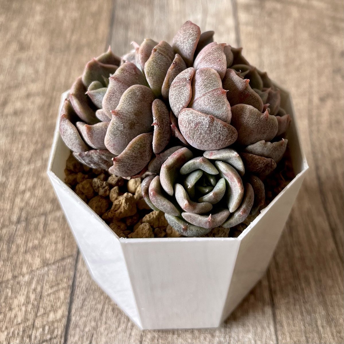 *新入荷* マルーンヒル Maroon Hill - 多肉植物の通販・販売サイト tawawa