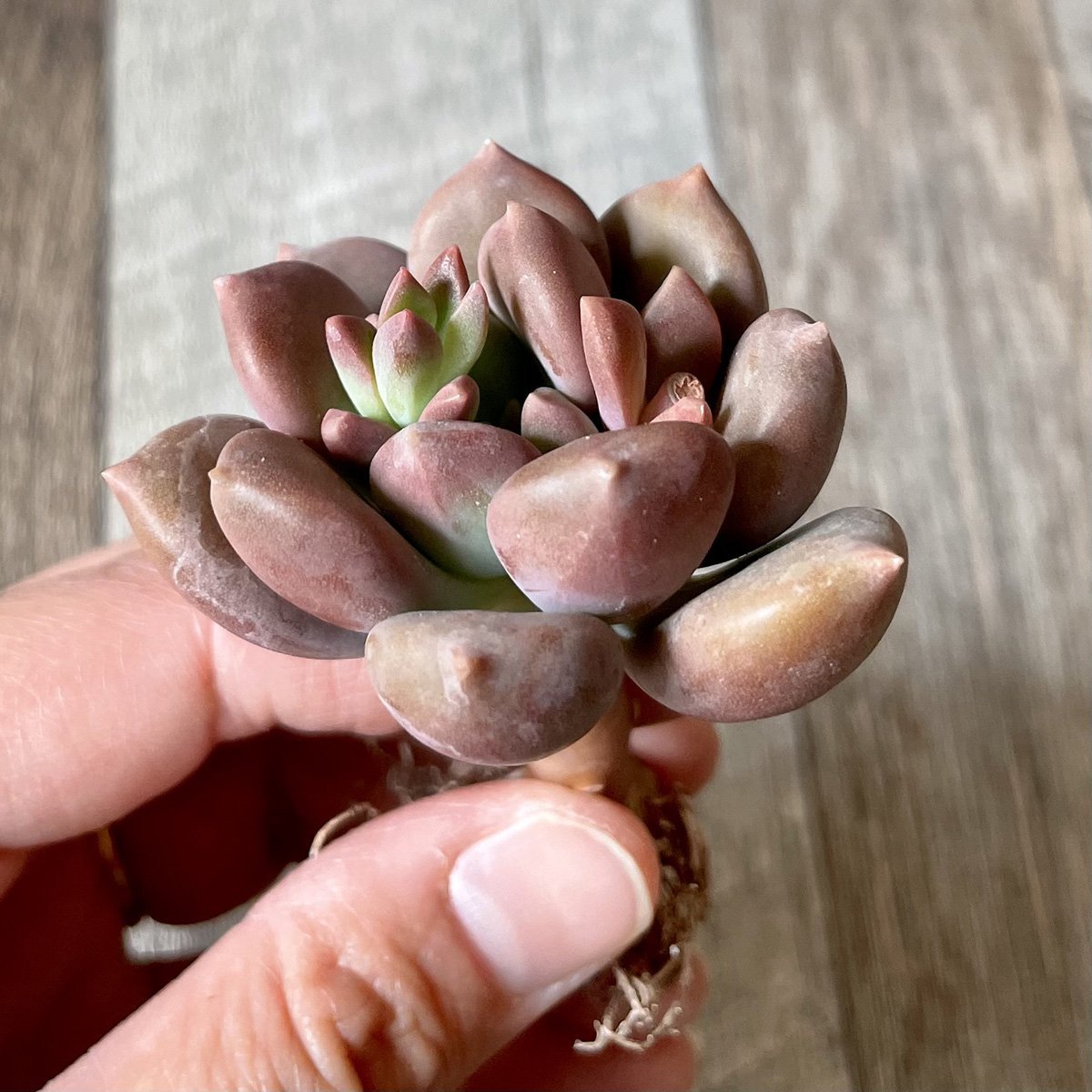 *新入荷*  メキシコブルー Mexico Blue - 多肉植物の通販 tawawa