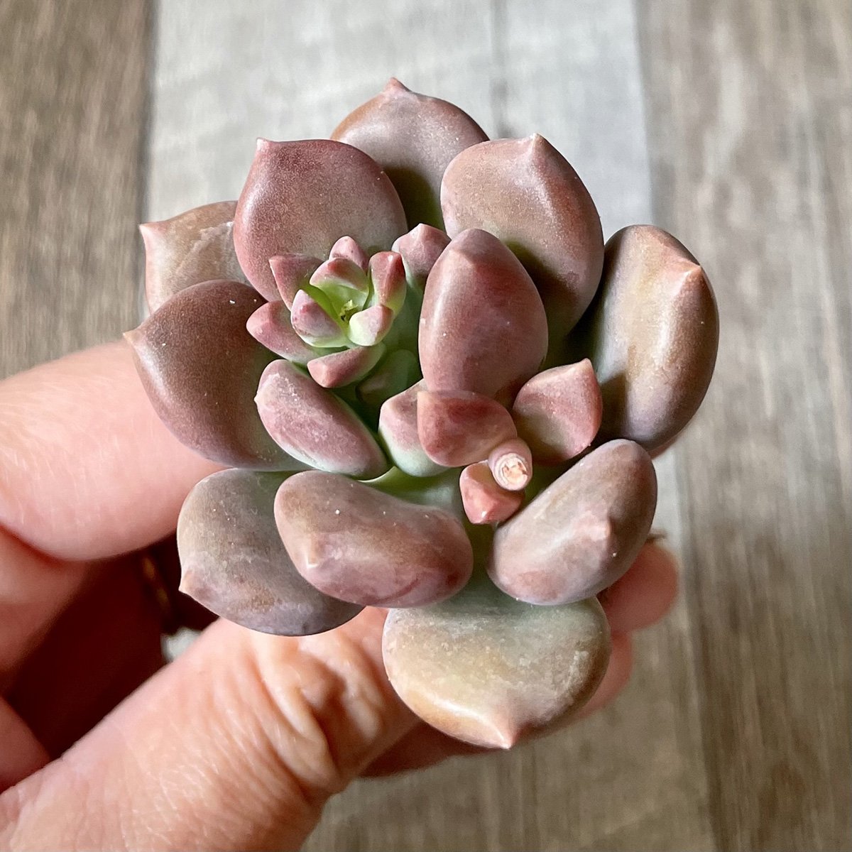 *新入荷*  メキシコブルー Mexico Blue - 多肉植物の通販 tawawa