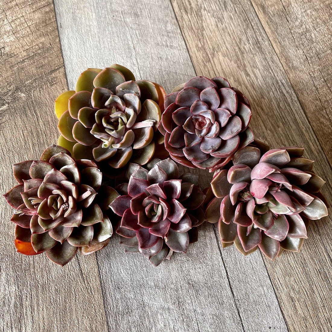 ミナ Mina - 多肉植物の通販 tawawa