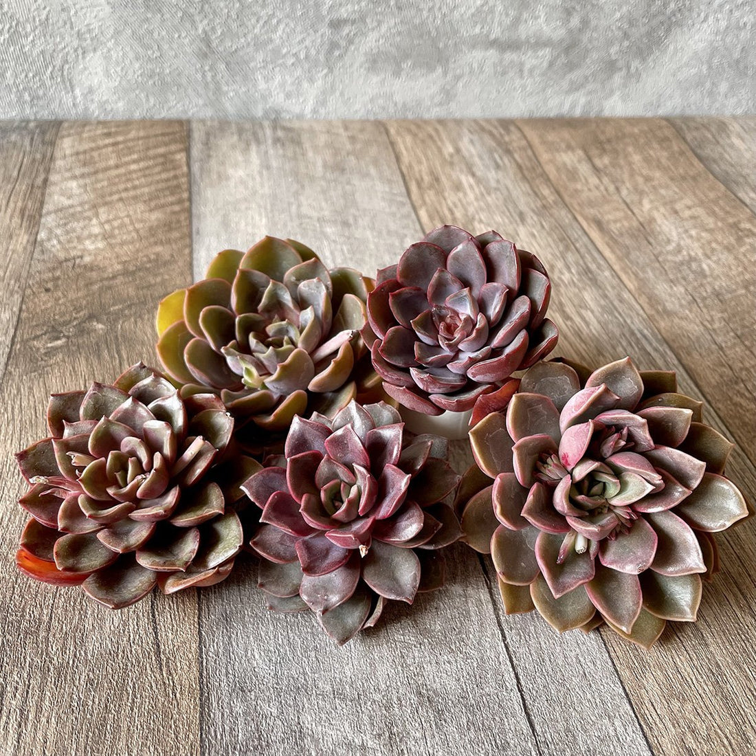 ミナ Mina - 多肉植物の通販 tawawa