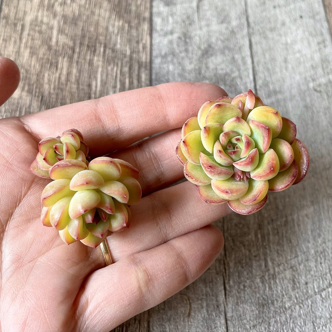 *新入荷* ミスフォーチュン Miss Fortune - 多肉植物の通販・販売サイト tawawa