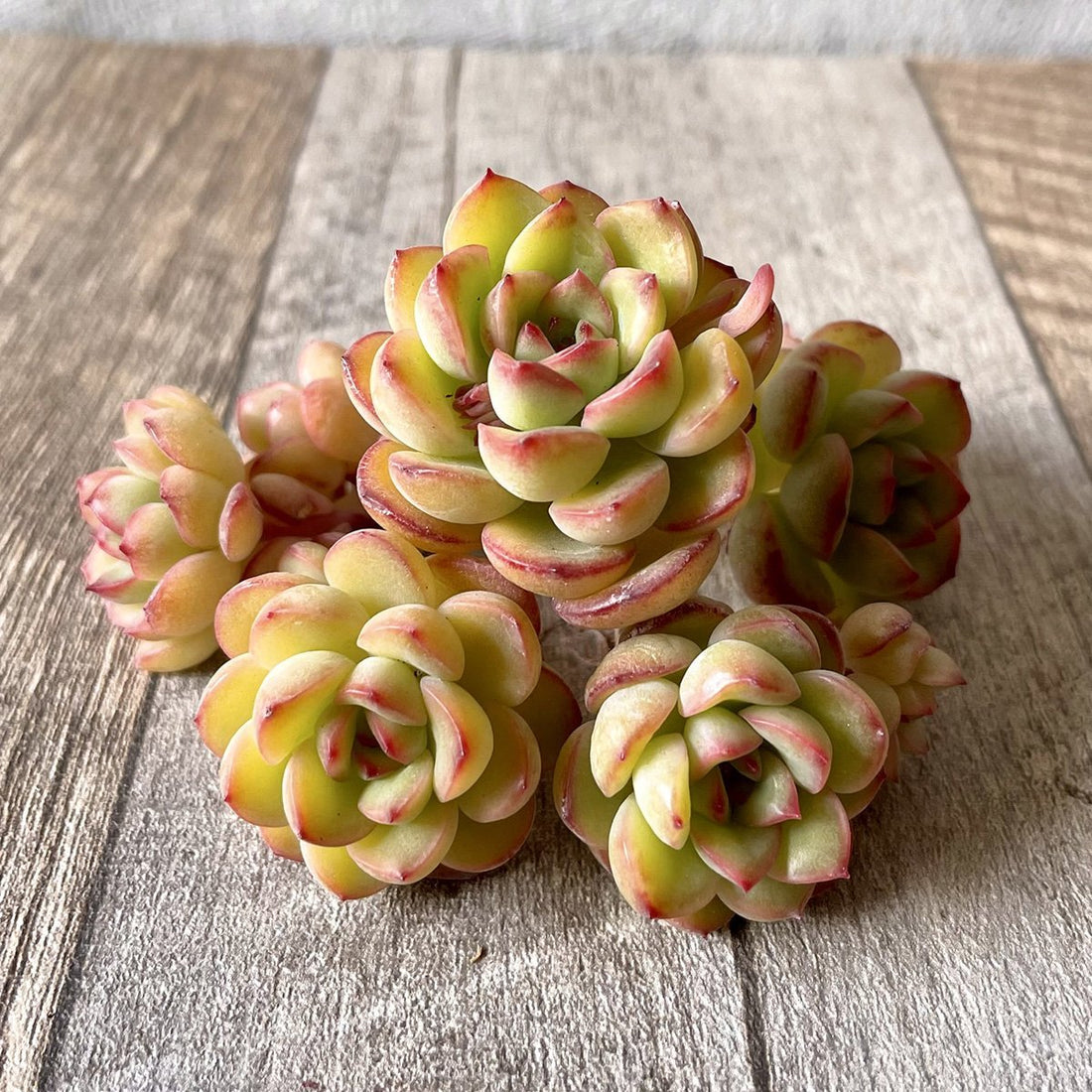 *新入荷* ミスフォーチュン Miss Fortune - 多肉植物の通販・販売サイト tawawa