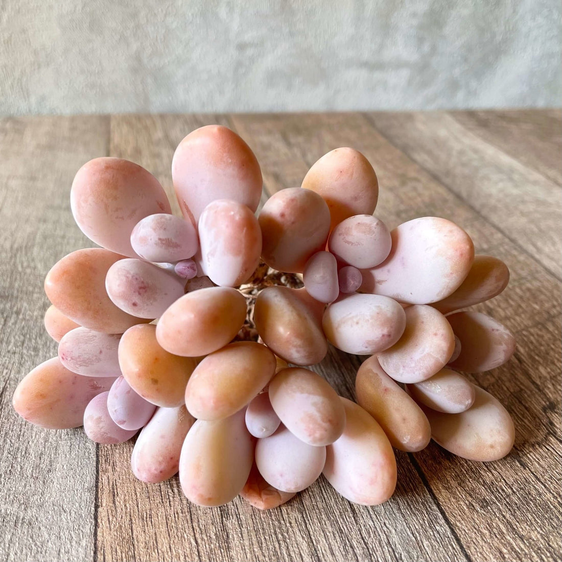 桃美人 Momobijin - 多肉植物の通販 tawawa