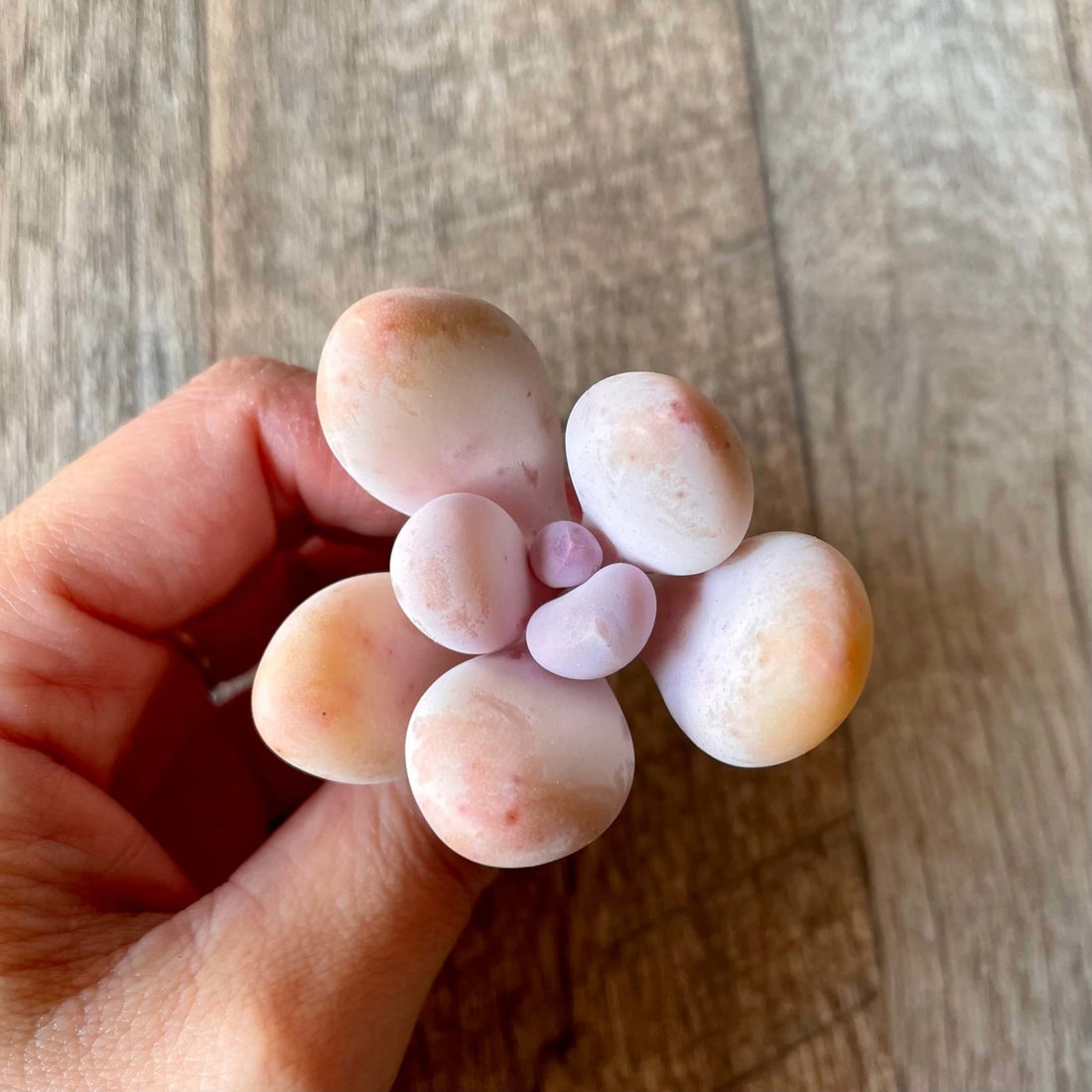 桃美人 Momobijin - 多肉植物の通販 tawawa