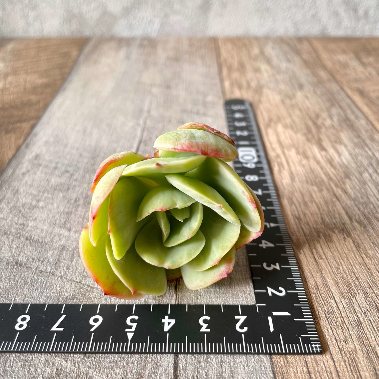 モモカ錦 Momoka Variegated - 多肉植物の通販 tawawa