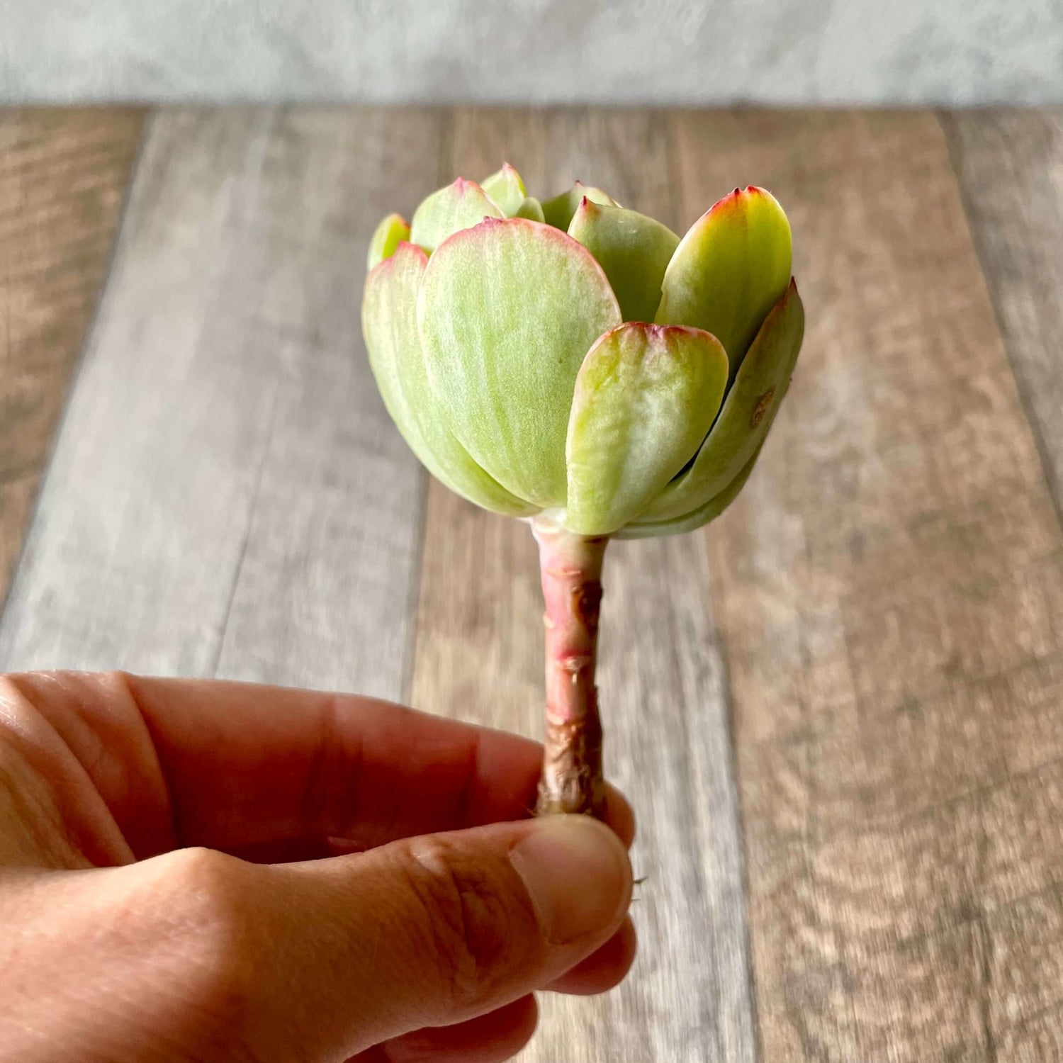 モモカ錦 Momoka Variegated - 多肉植物の通販 tawawa