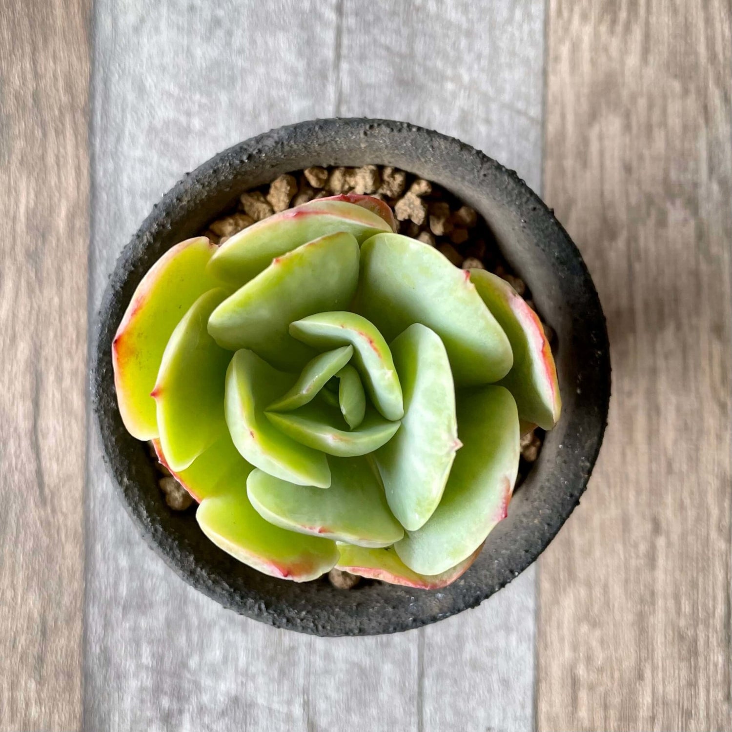 モモカ錦 Momoka Variegated - 多肉植物の通販 tawawa