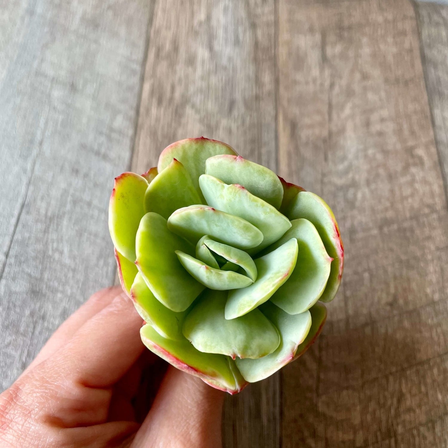 モモカ錦 Momoka Variegated - 多肉植物の通販 tawawa