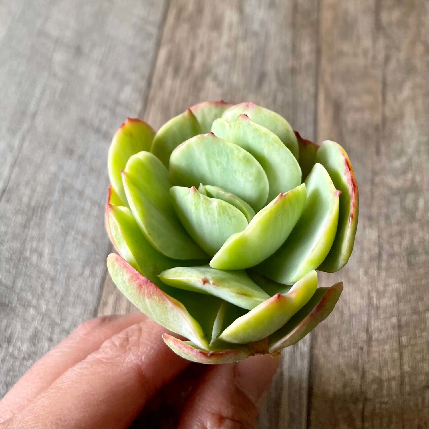 モモカ錦 Momoka Variegated - 多肉植物の通販 tawawa