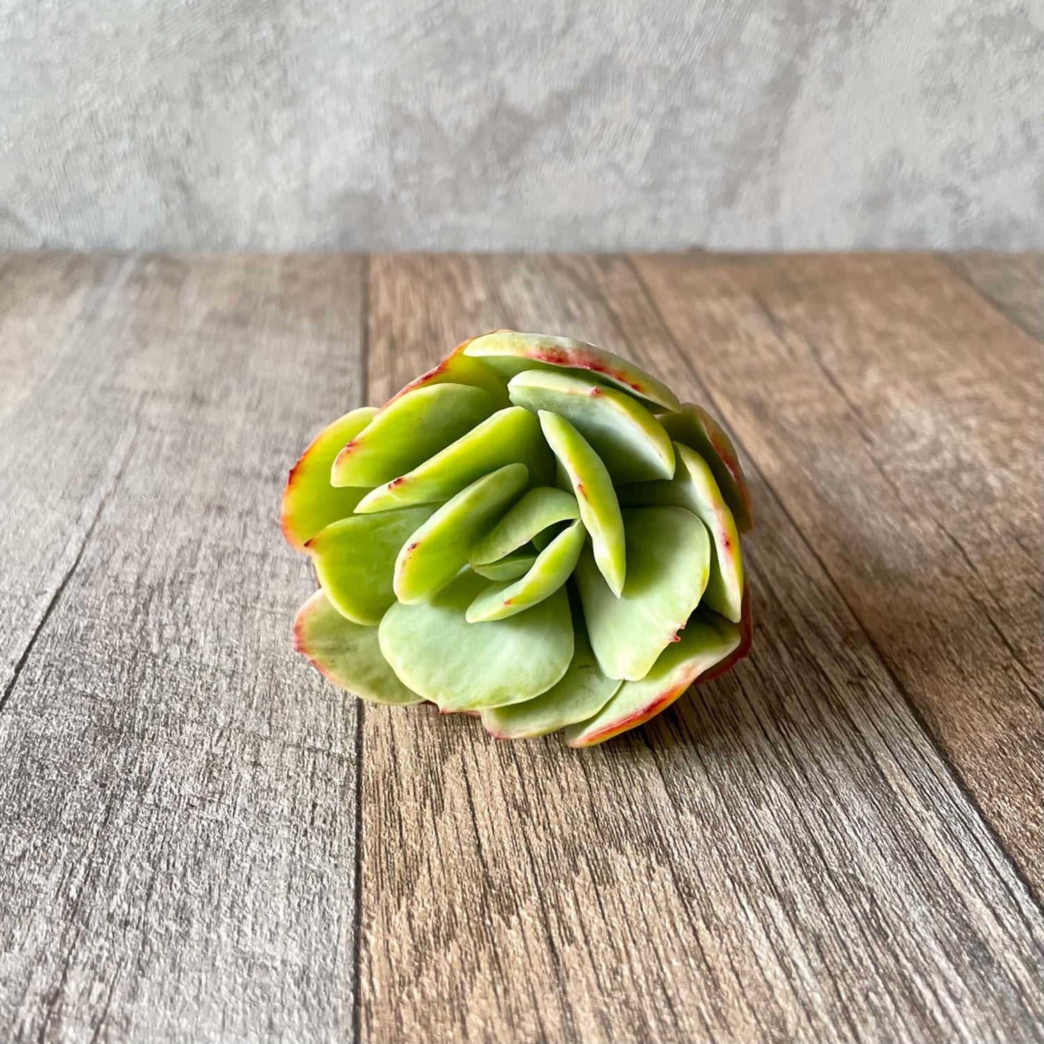 モモカ錦 Momoka Variegated - 多肉植物の通販 tawawa