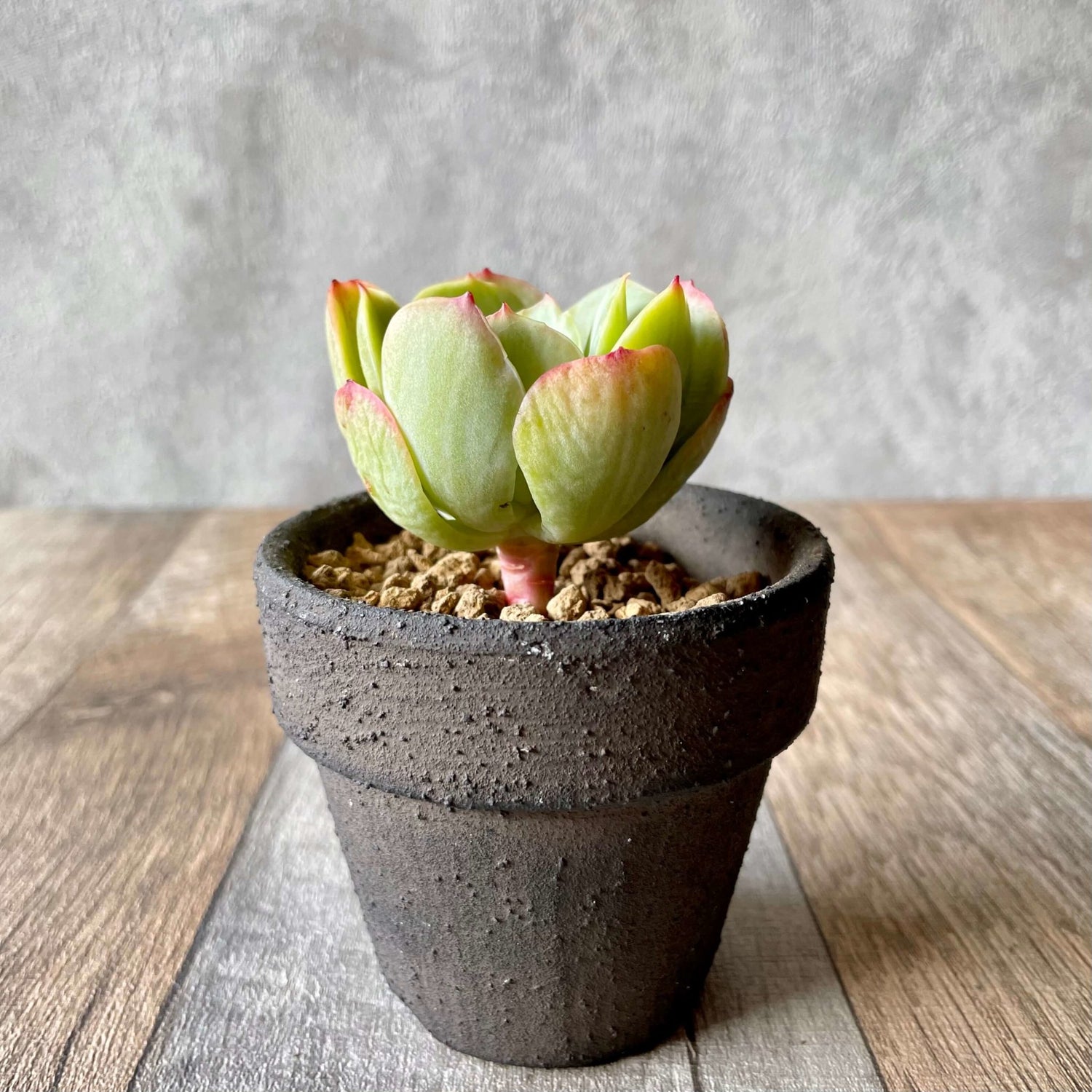 モモカ錦 Momoka Variegated - 多肉植物の通販 tawawa