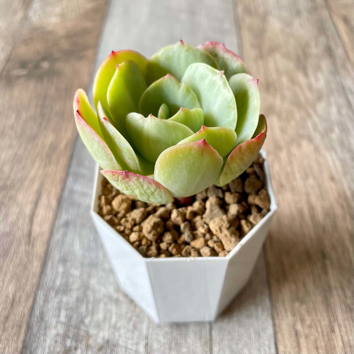 モモカ錦 Momoka Variegated - 多肉植物の通販 tawawa