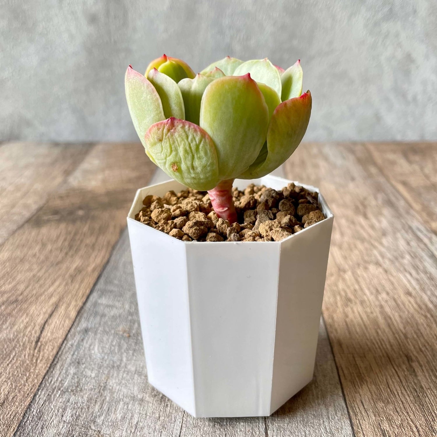 モモカ錦 Momoka Variegated - 多肉植物の通販 tawawa