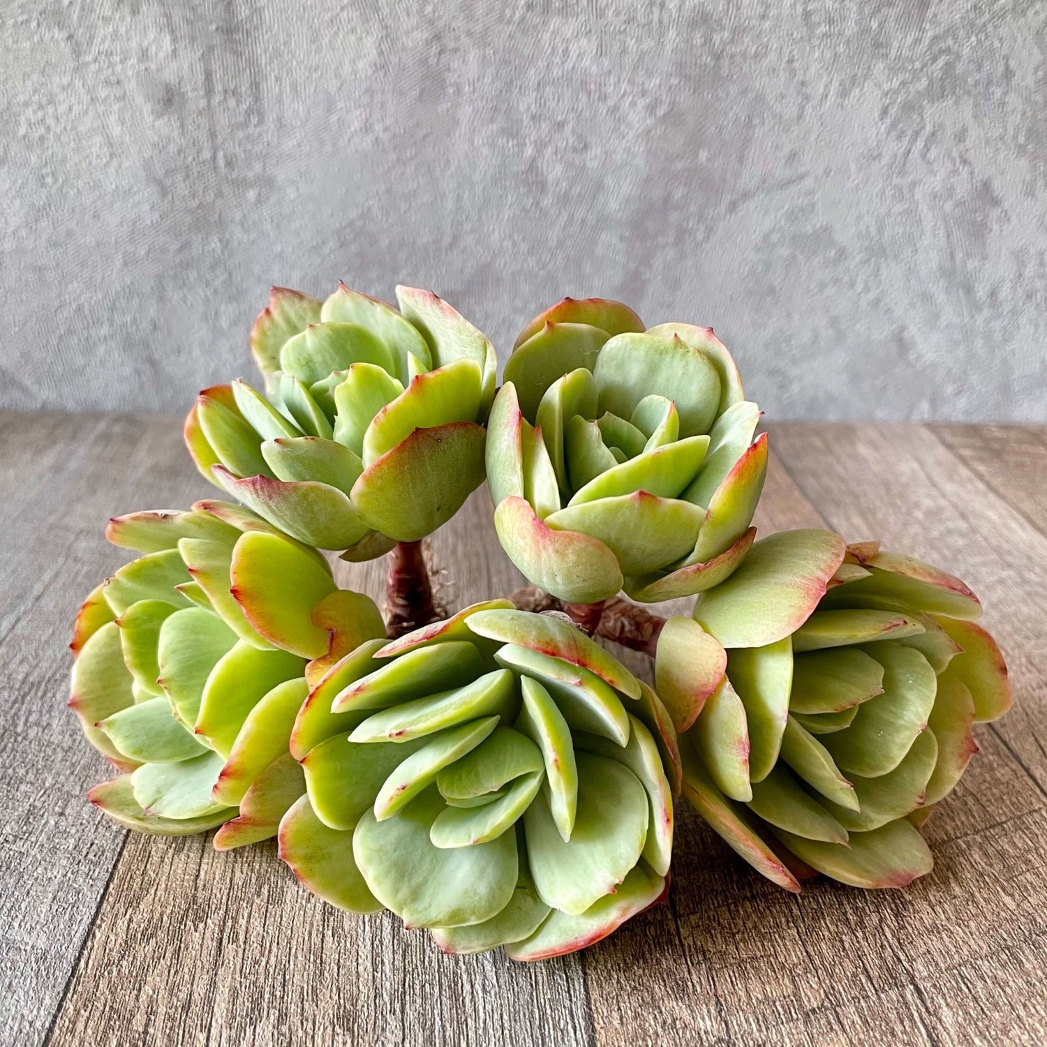 モモカ錦 Momoka Variegated - 多肉植物の通販 tawawa