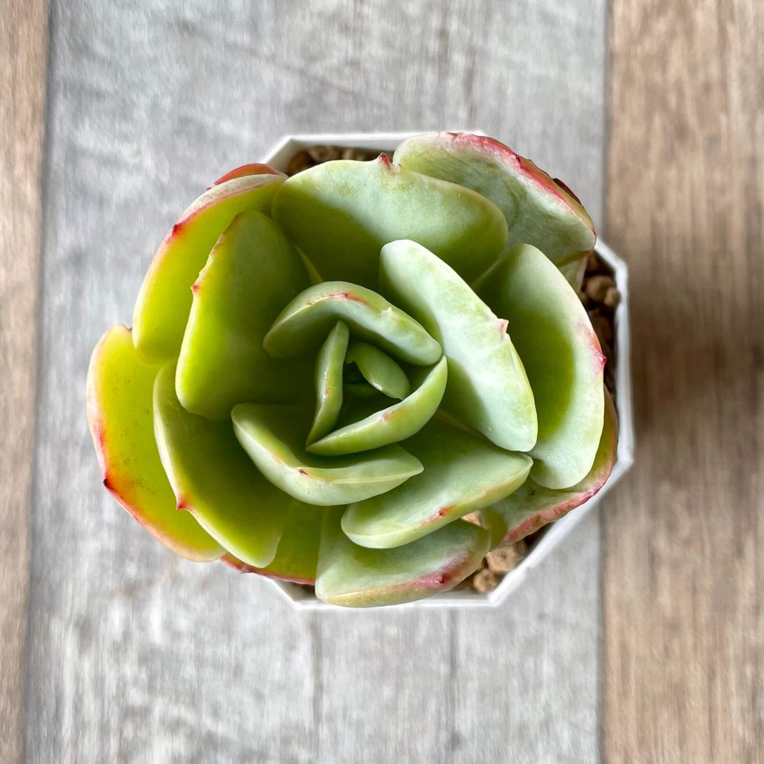 モモカ錦 Momoka Variegated - 多肉植物の通販 tawawa