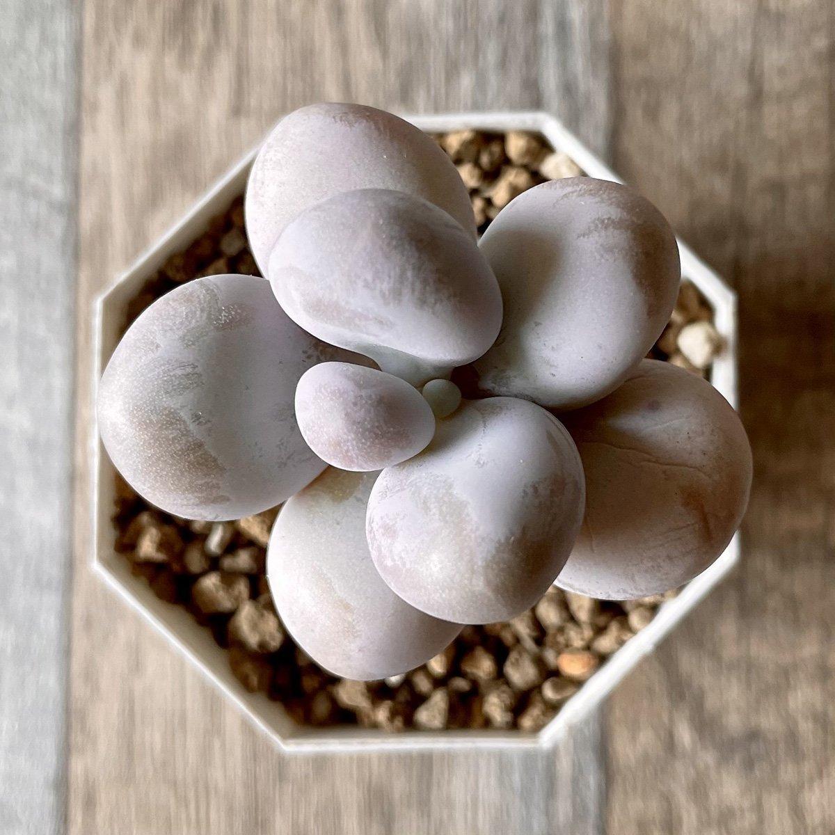 *新入荷* ムーンストーン(パキフィツム) Moonstone - 多肉植物の通販・販売サイト tawawa