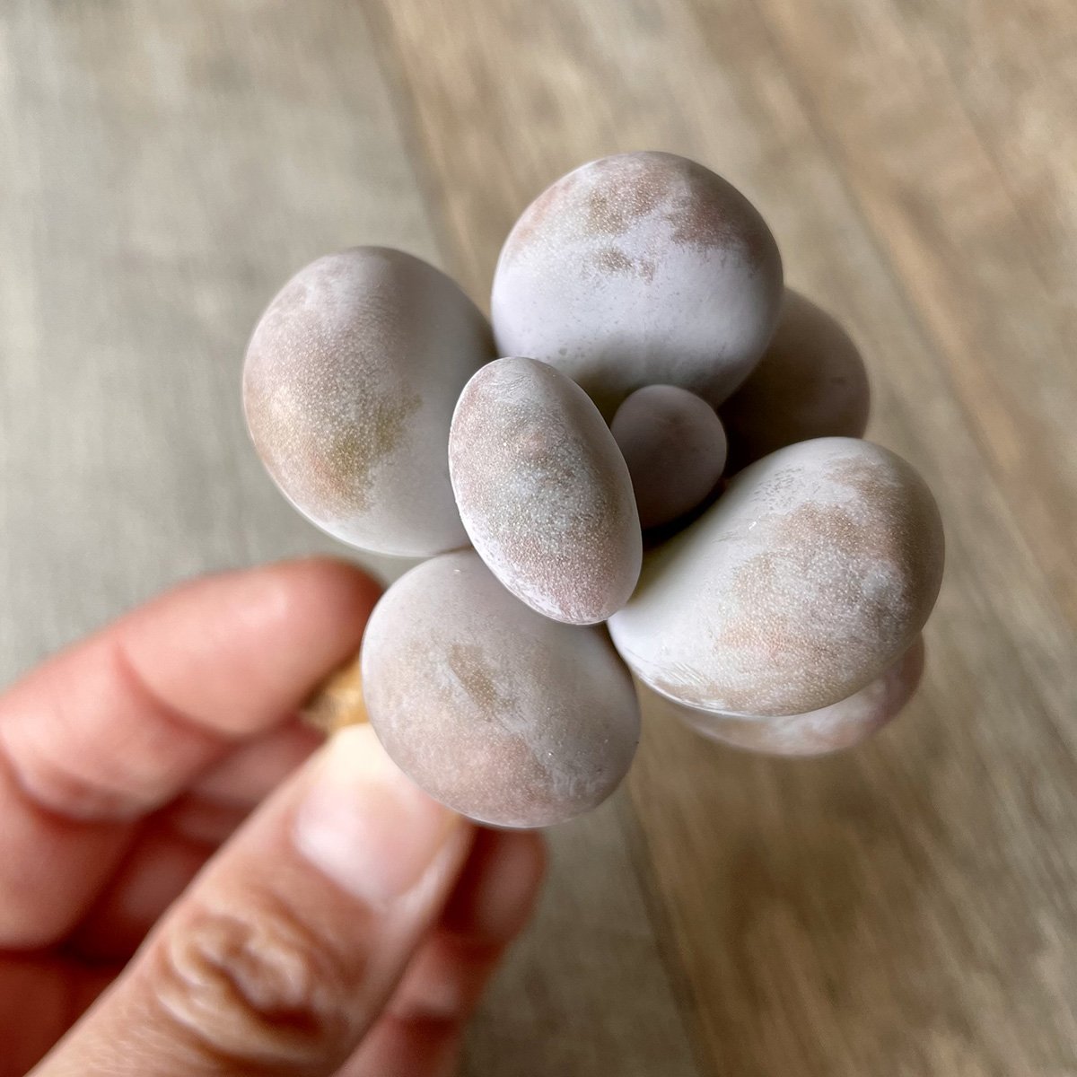 *新入荷* ムーンストーン(パキフィツム) Moonstone - 多肉植物の通販・販売サイト tawawa
