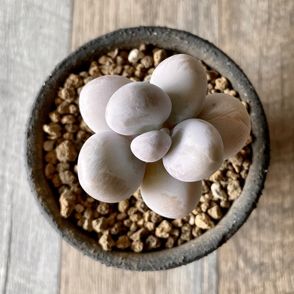*新入荷* ムーンストーン(パキフィツム) Moonstone - 多肉植物の通販・販売サイト tawawa