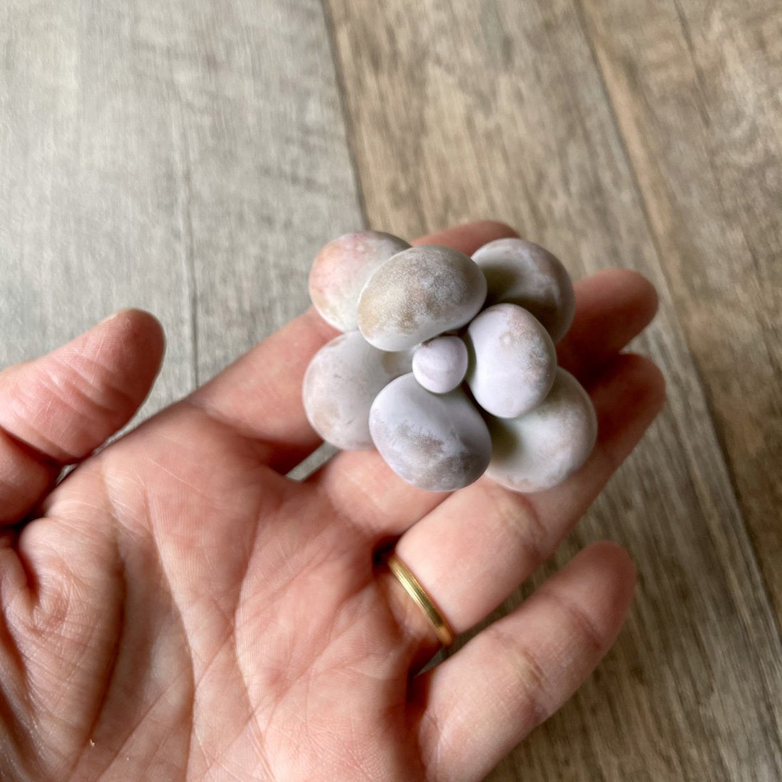 *新入荷* ムーンストーン(パキフィツム) Moonstone - 多肉植物の通販・販売サイト tawawa