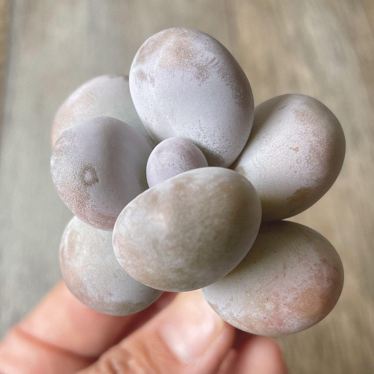 *新入荷* ムーンストーン(パキフィツム) Moonstone - 多肉植物の通販・販売サイト tawawa