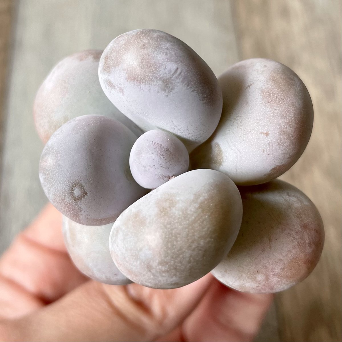 *新入荷* ムーンストーン(パキフィツム) Moonstone - 多肉植物の通販・販売サイト tawawa