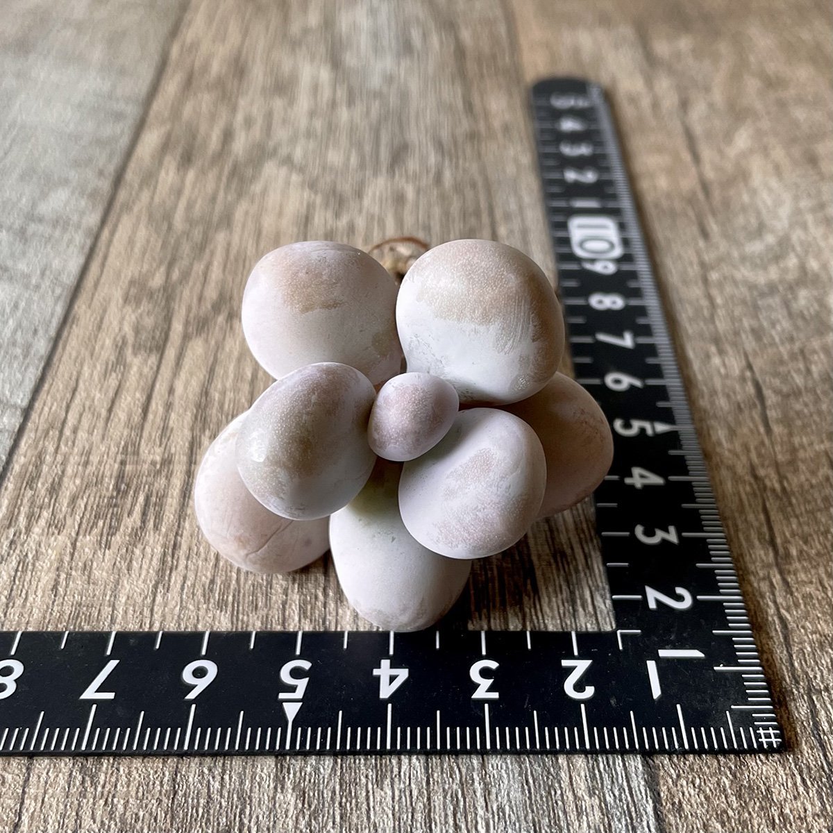 *新入荷* ムーンストーン(パキフィツム) Moonstone - 多肉植物の通販・販売サイト tawawa