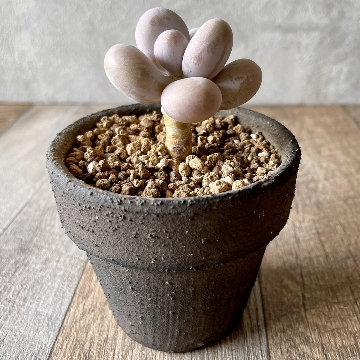 *新入荷* ムーンストーン(パキフィツム) Moonstone - 多肉植物の通販・販売サイト tawawa