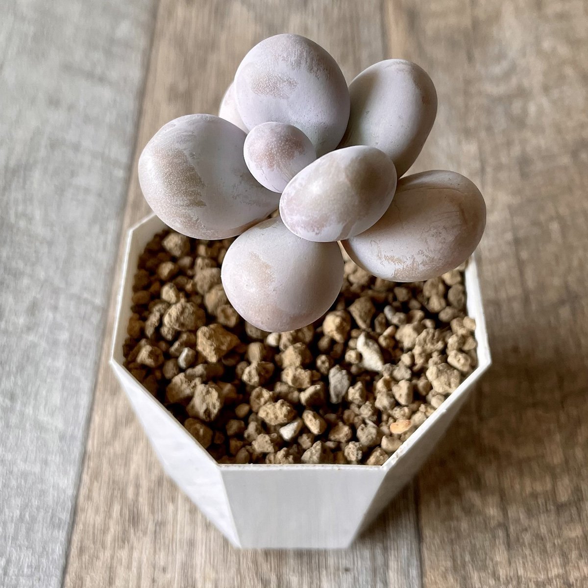 *新入荷* ムーンストーン(パキフィツム) Moonstone - 多肉植物の通販・販売サイト tawawa
