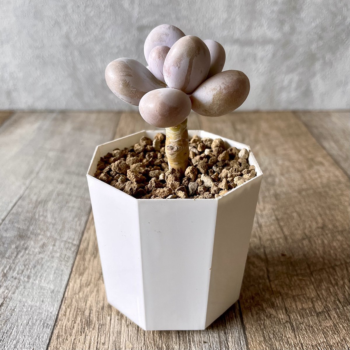 *新入荷* ムーンストーン(パキフィツム) Moonstone - 多肉植物の通販・販売サイト tawawa